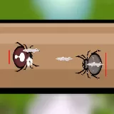 Spider Fighting